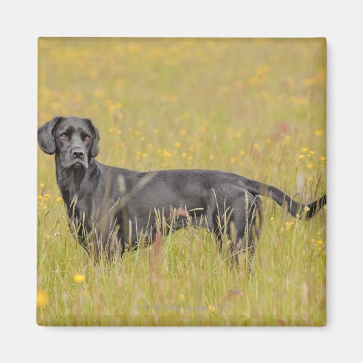Schwarzes Labrador 16 Monate 2 Magnet (Vorne)