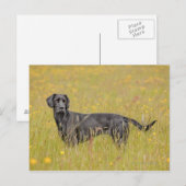 Schwarzes Labrador 16 Monate 2 Postkarte (Vorne/Hinten)