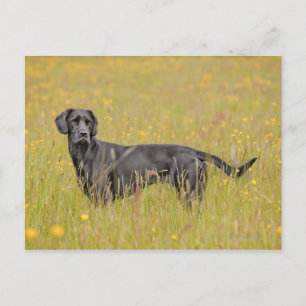 Schwarzes Labrador 16 Monate 2 Postkarte