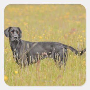 Schwarzes Labrador 16 Monate 2 Quadratischer Aufkleber