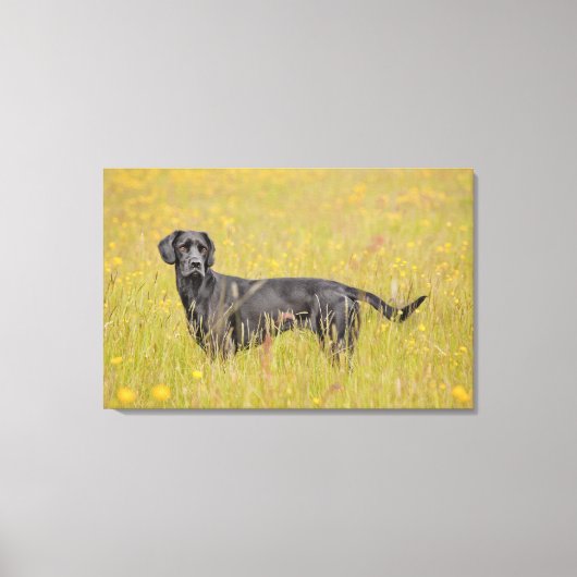 Schwarzes Labrador 16 Monate Leinwanddruck (Vorderseite)