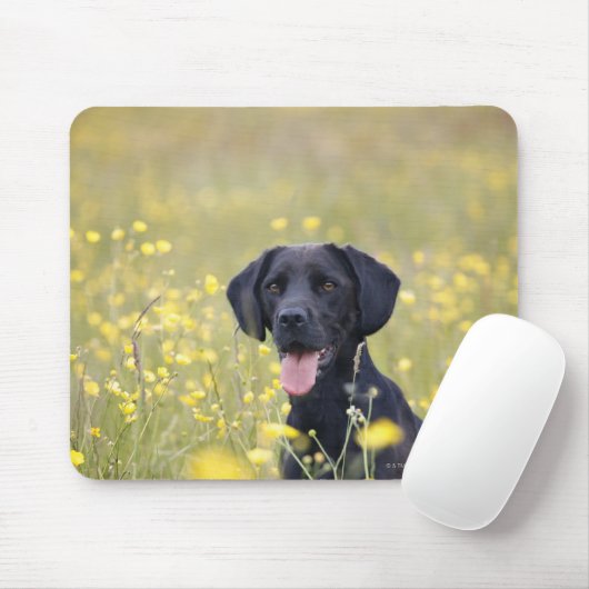 Schwarzes Labrador 16 Monate Mousepad (Mit Mouse)