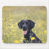 Schwarzes Labrador 16 Monate Mousepad (Vorne)