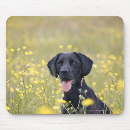 Schwarzes Labrador 16 Monate Mousepad (Vorne)