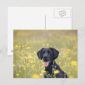 Schwarzes Labrador 16 Monate Postkarte (Vorne/Hinten)