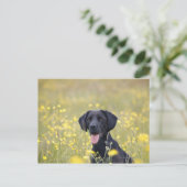 Schwarzes Labrador 16 Monate Postkarte (Stehend Vorderseite)