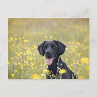 Schwarzes Labrador 16 Monate Postkarte