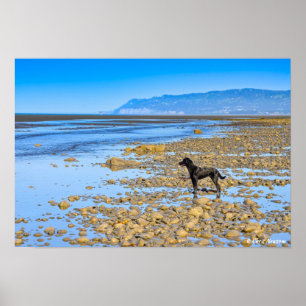 Schwarzes Labrador am Strand Poster