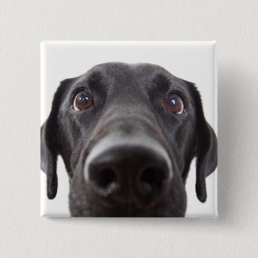 Schwarzes Labrador Closeup-Portrait Button (Vorderseite)