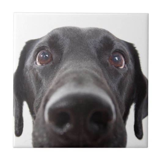 Schwarzes Labrador Closeup-Portrait Fliese (Vorderseite)
