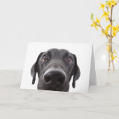 Schwarzes Labrador Closeup-Portrait Karte (Gelbe Blume)