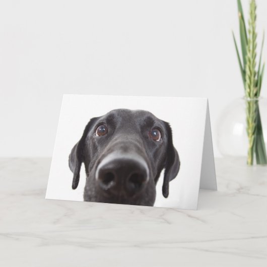 Schwarzes Labrador Closeup-Portrait Karte (Vorderseite)