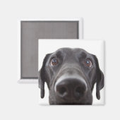 Schwarzes Labrador Closeup-Portrait Magnet (Vorderseite/Rückseite)