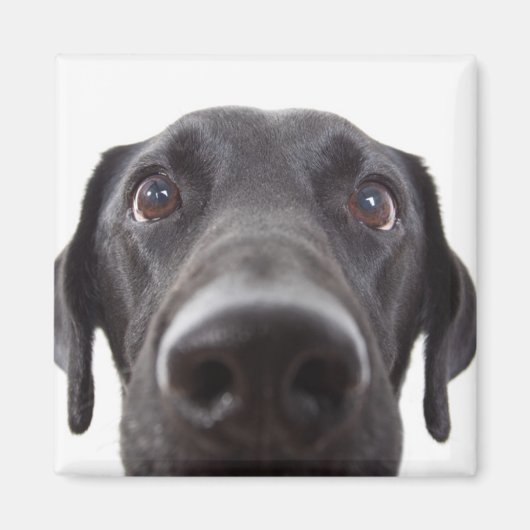 Schwarzes Labrador Closeup-Portrait Magnet (Vorne)