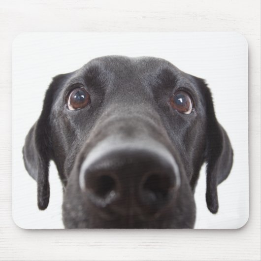 Schwarzes Labrador Closeup-Portrait Mousepad (Vorne)