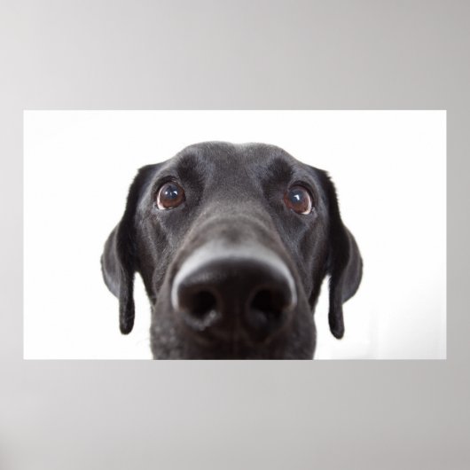 Schwarzes Labrador Closeup-Portrait Poster (Vorne)