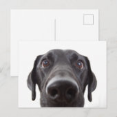 Schwarzes Labrador Closeup-Portrait Postkarte (Vorne/Hinten)