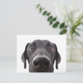 Schwarzes Labrador Closeup-Portrait Postkarte (Stehend Vorderseite)