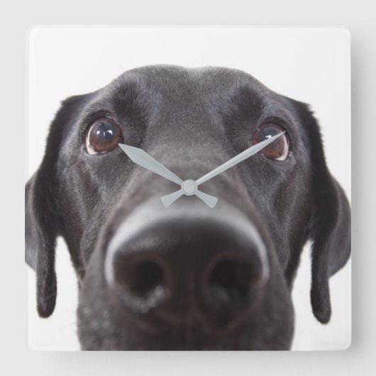 Schwarzes Labrador Closeup-Portrait Quadratische Wanduhr (Vorderseite)