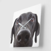Schwarzes Labrador Closeup-Portrait Quadratische Wanduhr (Winkel)
