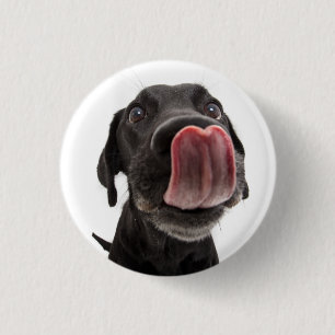 Schwarzes Labrador, das seine Nase leckt Button