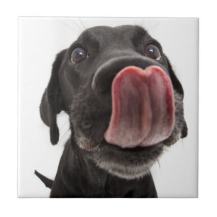 Schwarzes Labrador, das seine Nase leckt Fliese