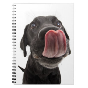 Schwarzes Labrador, das seine Nase leckt Notizblock