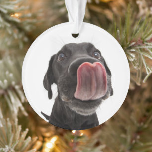 Schwarzes Labrador, das seine Nase leckt Ornament