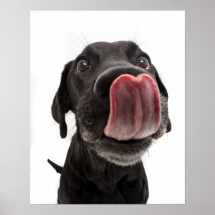 Schwarzes Labrador, das seine Nase leckt Poster