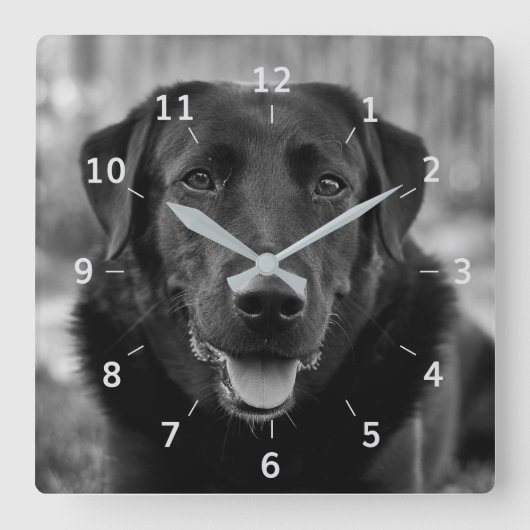 Schwarzes Labrador Foto Dog Square Wall Clock Quadratische Wanduhr (Vorderseite)