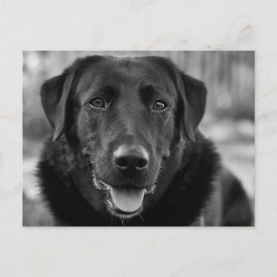 Schwarzes Labrador-Foto Haustier Hund Postkarte