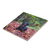 Schwarzes Labrador in Herbstlauben Fliese (Seite)