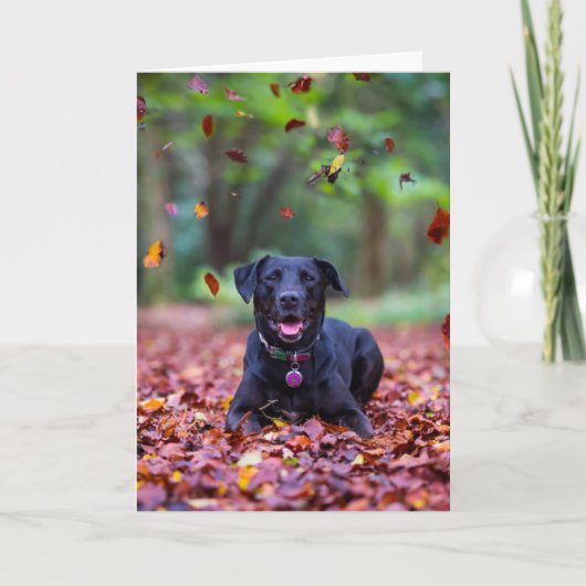 Schwarzes Labrador in Herbstlauben Karte (Vorderseite)