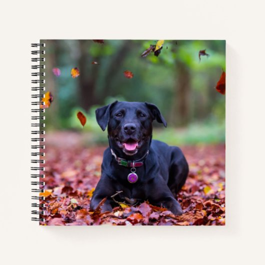 Schwarzes Labrador in Herbstlauben Notizblock (Vorderseite)