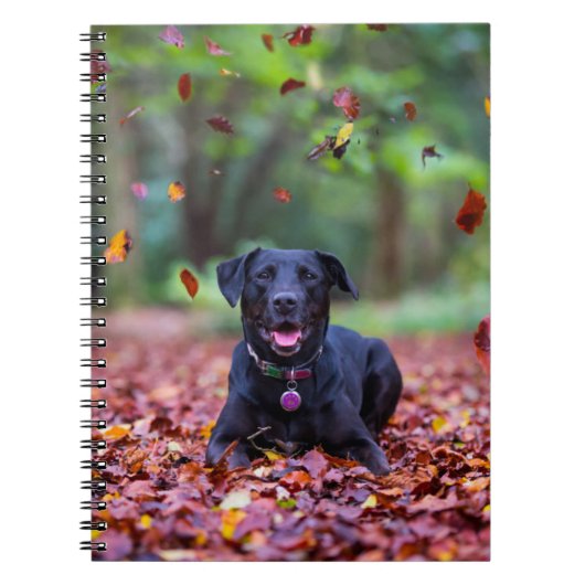 Schwarzes Labrador in Herbstlauben Notizblock (Vorderseite)