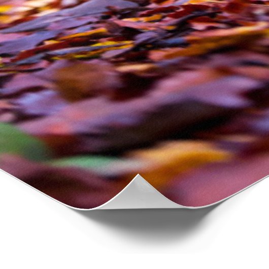 Schwarzes Labrador in Herbstlauben Poster (Ecke)