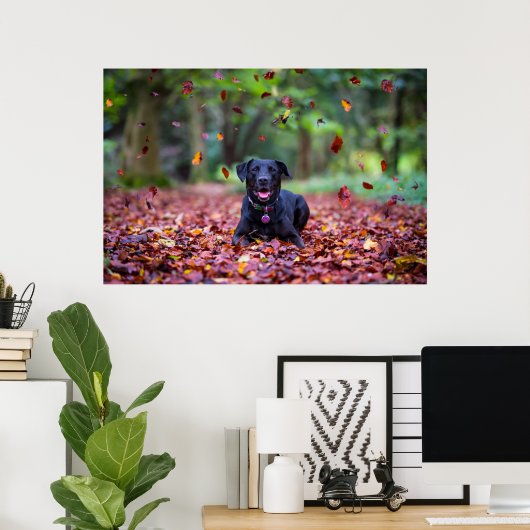 Schwarzes Labrador in Herbstlauben Poster (Heimbüro)