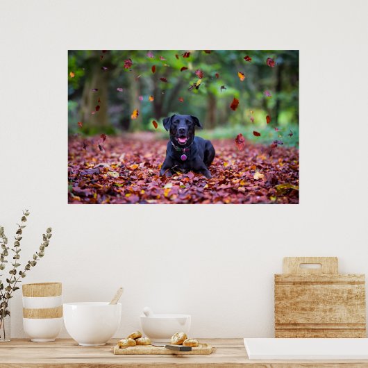 Schwarzes Labrador in Herbstlauben Poster (Küche)