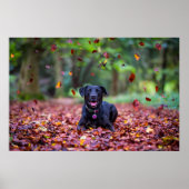 Schwarzes Labrador in Herbstlauben Poster (Vorne)