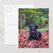 Schwarzes Labrador in Herbstlauben Postkarte (Vorne/Hinten)