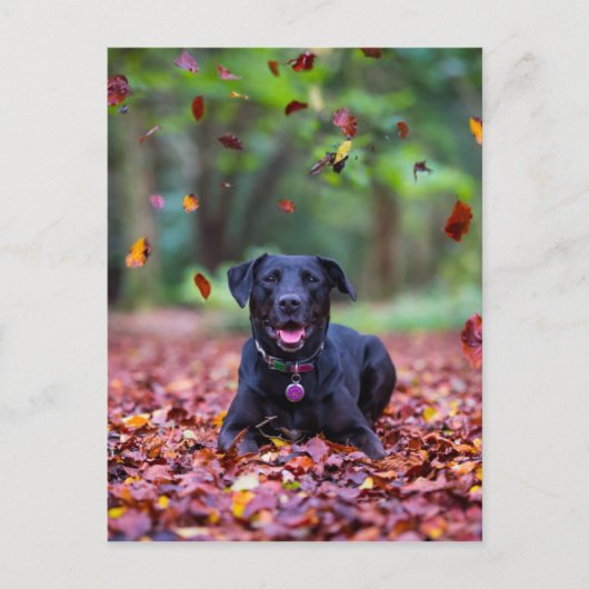 Schwarzes Labrador in Herbstlauben Postkarte (Vorderseite)