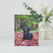 Schwarzes Labrador in Herbstlauben Postkarte (Stehend Vorderseite)