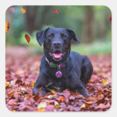 Schwarzes Labrador in Herbstlauben Quadratischer Aufkleber (Vorderseite)