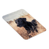 Schwarzes Labrador in trockenem Gras Magnet (Rechte Seite)