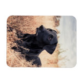 Schwarzes Labrador in trockenem Gras Magnet (Horizontal)
