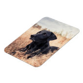 Schwarzes Labrador in trockenem Gras Magnet (Linke Seite)