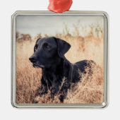 Schwarzes Labrador in trockenem Gras Ornament Aus Metall (Vorne)