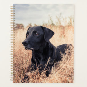 Schwarzes Labrador in trockenem Gras Planer