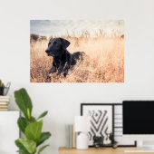 Schwarzes Labrador in trockenem Gras Poster (Heimbüro)