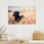 Schwarzes Labrador in trockenem Gras Poster (Küche)